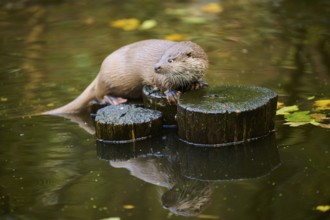 Eurasian otter (Lutra lutra) on a tree trunk in the water of a little lake, Bavaria, Germany,