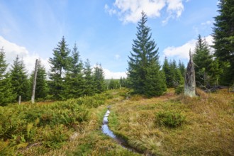 Vegetation with Norway spruce (Picea abies), colored European blueberry (Vaccinium myrtillus) and