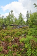 Vegetation with Norway spruce (Picea abies) and colored European blueberry (Vaccinium myrtillus) on