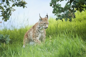 Eurasian lynx (Lynx lynx) walking through the grass, Wildpark Aurach, Kitzbühl, Tirol, Austria,