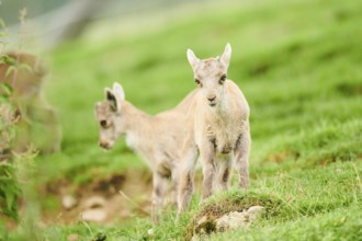 Alpine ibex (Capra ibex) youngsters standing on a meadow, wildlife Park Aurach near Kitzbuehl,