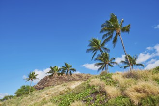 Palm trees at Kahe Point Beach Park, Hawaiian Island Oahu, O?ahu, Hawaii, Aloha State, United