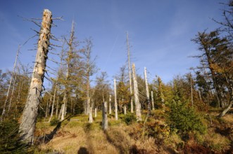 View of dead trees with shade and blue sky, Lusen, Bavarian Forest National Park