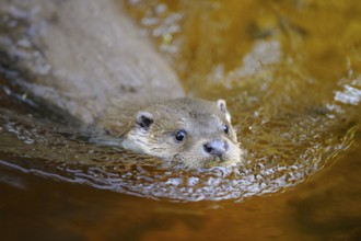 An otter swims through the golden-coloured water, otter (Lutra lutra), Bavarian Forest National