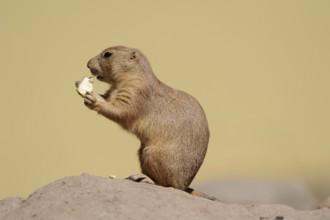 A prairie dog sits on a hill and eats something in a natural environment, black-tailed prairie dog