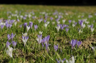 A wide field of purple and white crocuses in a meadow, lily of the valley (Convallaria majalis),