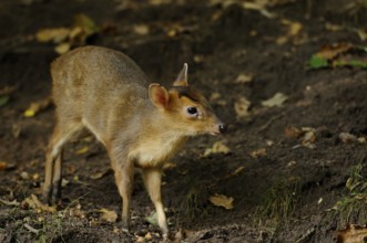 A young muntjac stands at attention on a forest floor with fallen leaves, Chinese muntjac