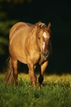 American Quarter Horse on a meadow, Bavaria, Germany, Europe