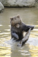 Young brown bear playing with a branch in the water, splashing around, Eurasian brown bear (Ursus