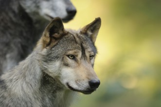 A wolf looks attentively into the distance, surrounded by green nature and soft light, Timberwolf