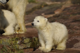 Young polar bear on a rock, looking around curiously, polar bear (Ursus maritimus), captive