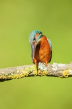 Common kingfisher (Alcedo atthis) sitting on a branch with autumncolours, wildife, Catalonia,