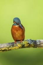 Common kingfisher (Alcedo atthis) sitting on a branch with autumncolours, wildife, Catalonia,