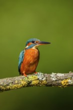 Common kingfisher (Alcedo atthis) sitting on a branch with autumncolours, wildife, Catalonia,