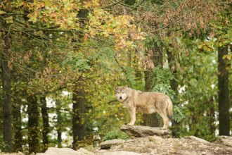 Eastern wolf (Canis lupus lycaon) standing on a little hill, Bavaria, Germany, Europe