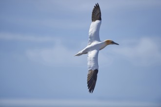 Close-up of Northern gannet (Morus bassanus) in spring (april) on Helgoland a small Island of