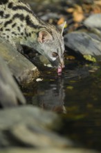 Young Common genet (Genetta genetta) drinking at the shore of a lake, wildlife in a forest,