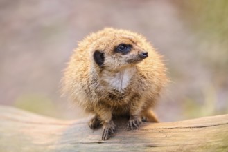 Meerkat (Suricata suricatta) sitting on an old tree trunk, Bavaria, Germany, Europe