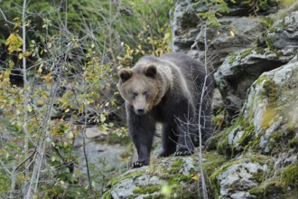 Bear exploring rocky terrain in the forest, surrounded by trees and moss, Eurasian brown bear