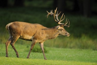 A stag with large antlers walks attentively across a meadow at sunset, red deer (Cervus elaphus),