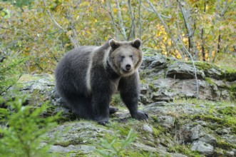 A bear sitting on a rocky forest floor in autumn, Eurasian brown bear (Ursus arctos arctos),