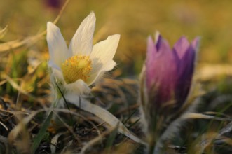 White Pasque flower with purple bud in a spring-like blurred effect, Pasque flower (Pulsatilla