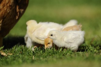 Three chicks looking for shelter and food in the grass, domestic fowl (Gallus gallus domesticus),