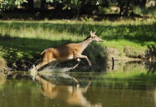 Red deer (Cervus elaphus), Bavaria, energetically jumping over the edge of a pond