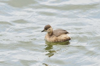 Little grebe (Tachybaptus ruficollis) swimming on a lake, Bavaria, Germany, Europe