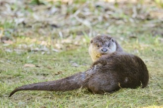 Eurasian otter (Lutra lutra) on a meadow, playing, in the bavarian forest, Bavaria, Germany, Europe