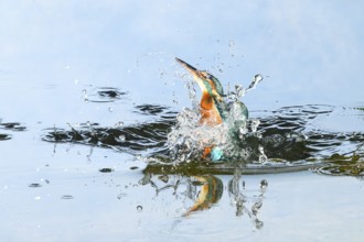 Common kingfisher (Alcedo atthis) flying out of the water after hunting fish, wildife, Catalonia,