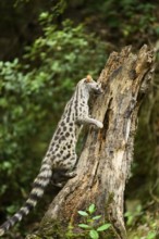 Common genet (Genetta genetta), climbing on a tree wildlife in a forest, Montseny National Park,