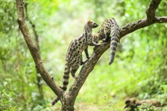 Common genet (Genetta genetta), climbing on a tree wildlife in a forest, Montseny National Park,