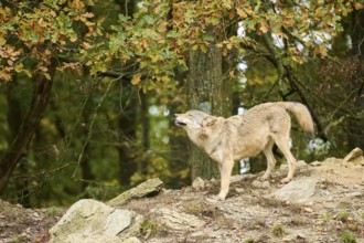 Eastern wolves (Canis lupus lycaon) standing on a little hill, Bavaria, Germany, Europe