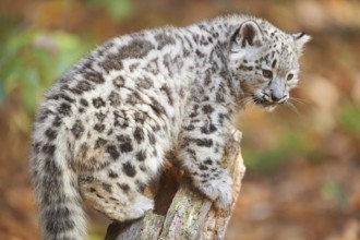 Snow leopard (Panthera uncia) or (Uncia uncia) cute cub in a forest, captive