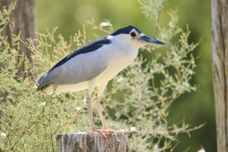 Black-crowned night heron (Nycticorax nycticorax) standing on a tree trunk, Camargue, France,