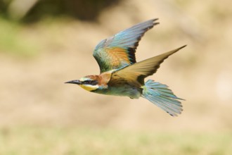 European bee-eater (Merops apiaster) flying over the ground, Spain, Europe