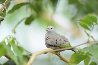 Close-up of a Croaking Ground Dove (Columbina cruziana) in a tropical house, Germany, Europe