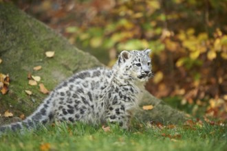 Snow leopard (Panthera uncia) or (Uncia uncia) cute cub in a forest, captive