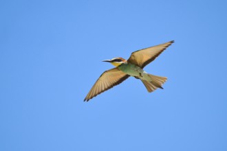 European bee-eater (Merops apiaster) flying in the sky, Spain, Europe