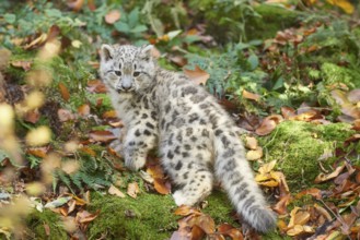 Snow leopard (Panthera uncia) or (Uncia uncia) cute cub in a forest, captive