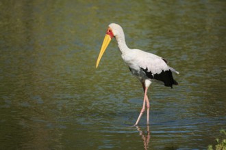 Yellow-bird Stork (Mycteria ibis), in the water, hunting, captive, distribution Africa