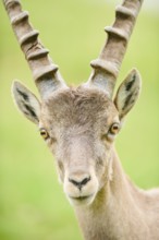 Alpine ibex (Capra ibex) male, portrait, wildlife Park Aurach near Kitzbuehl, Austria, Europe