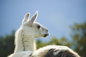 Llama (Lama glama), portrait, Tirol, Kitzbühel, Wildpark Aurach, Austria, Europe