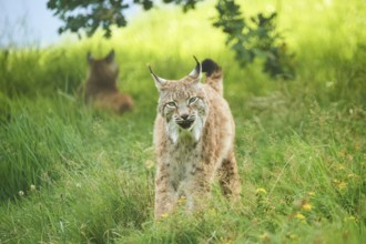 Eurasian lynx (Lynx lynx) walking in the grass under a tree, Wildpark Aurach, Kitzbühl, Tirol,