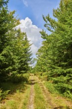 Hiking trail to Mount Lusen in late summer, Bavarian Forest, Bavaria, Germany, Europe