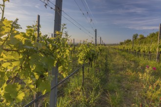 Vineyards at sunrise in Langenlois, Kamp-Manhartsberg Valley Austria