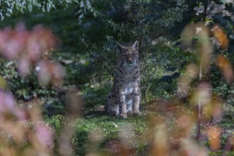 One Eurasian lynx, (Lynx lynx), sitting on green grass framed by fall foliage