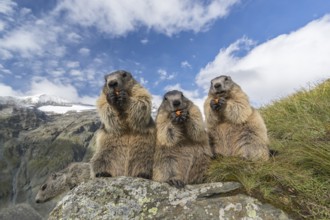 Four Alpine Marmot, Marmota marmota, sitting on a rock, feeding on carrots. Green grass around,