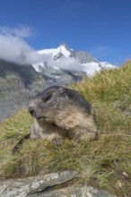 One Alpine Marmots, Marmota marmota, frontal portrait in early morning light. Grossglockner